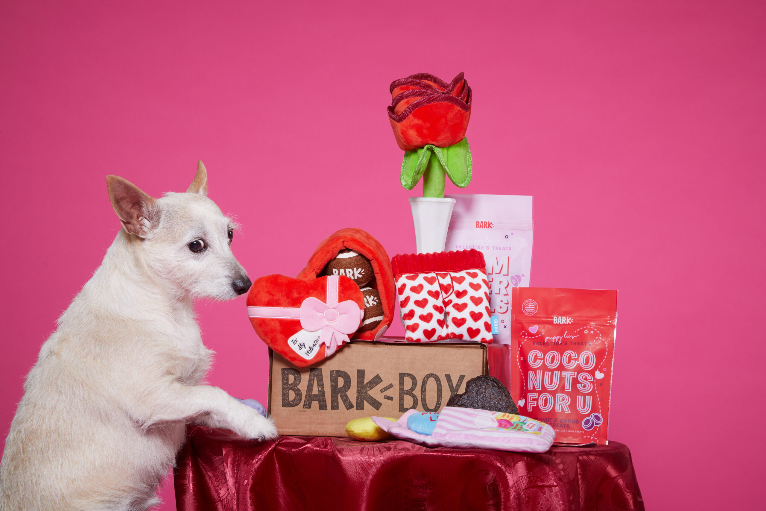 Puppy Love Is In The Air With BarkBox’s Limited Edition Valentine’s Day Box!