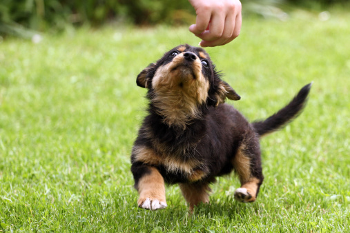 7 Tips To Help Your Dog Live A Longer And Healthier Life