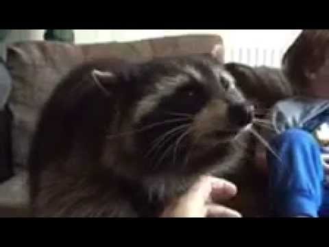 Hollywood's Greatest Talent, Oreo the Raccoon, Has Died