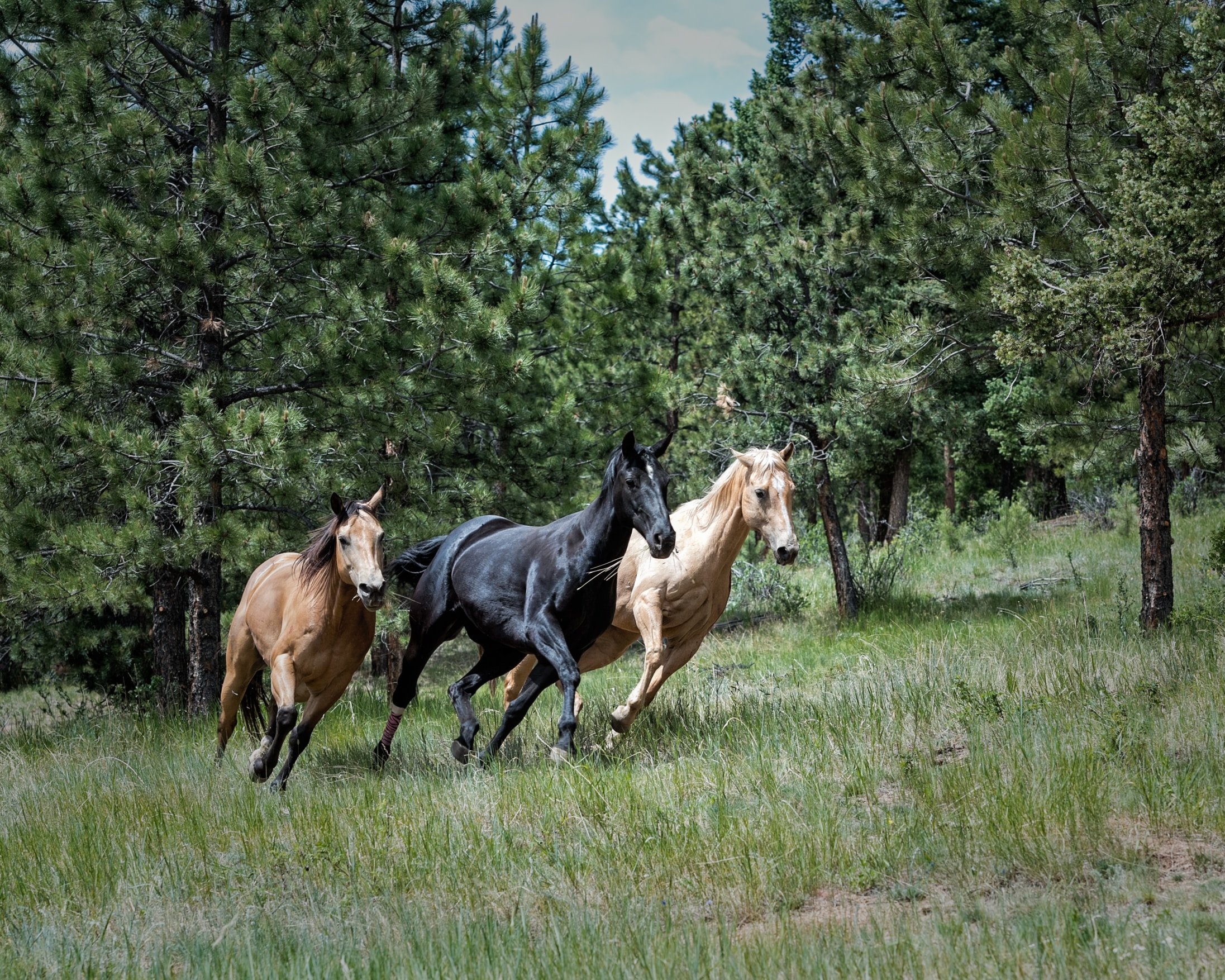 The Road to Lil Nas X’s “Old Town Road” Explained