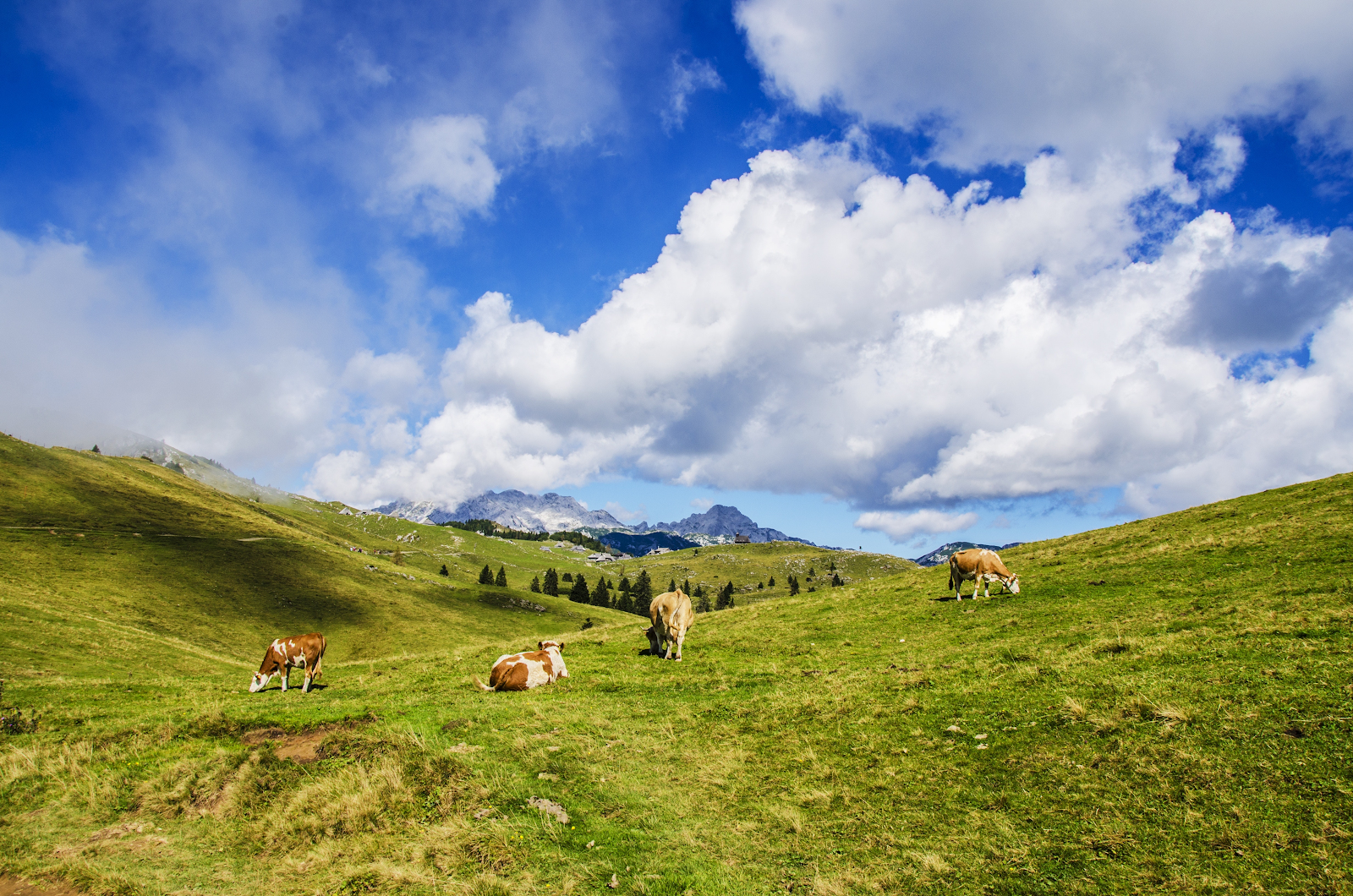 Why Paleovalley Has The Best Grass Fed Beef Sticks