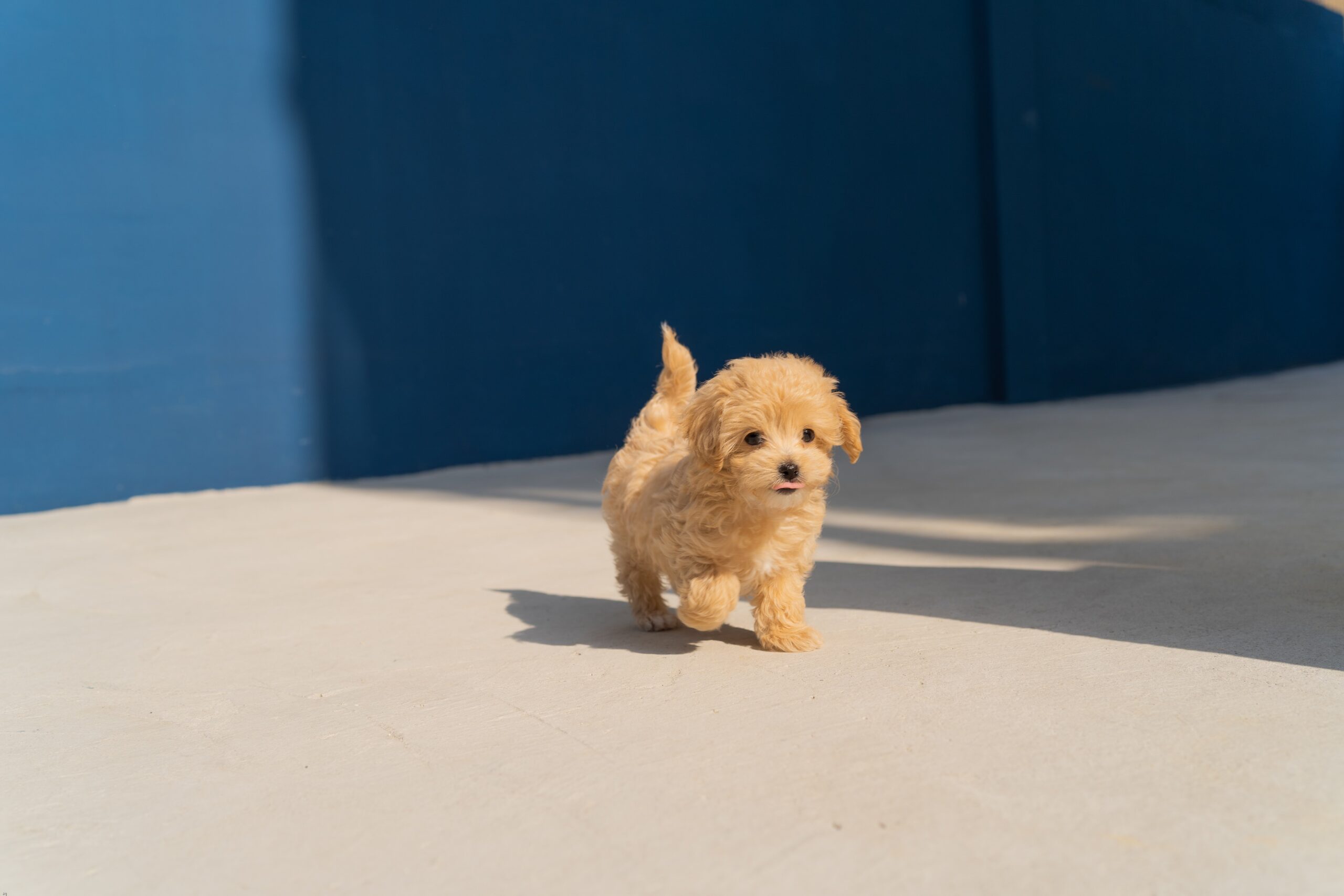 Happy International Dog Day: The Internet’s Cutest Dog Videos