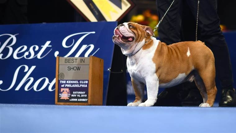 A Bulldog Named Thor Is Officially America's Goodest Boy