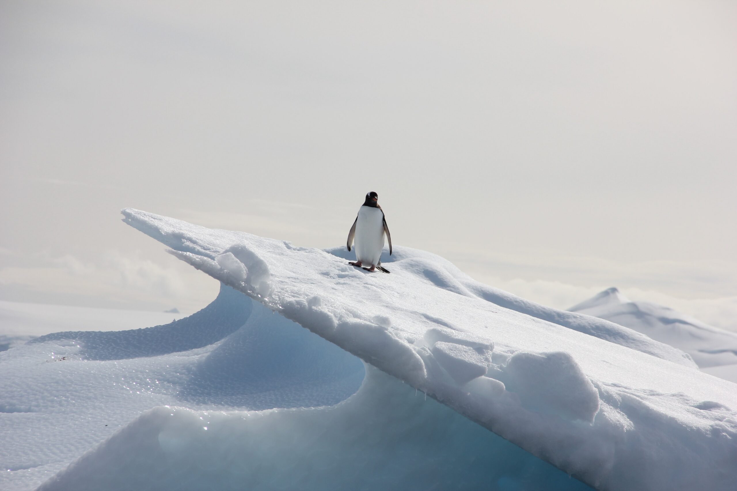 Are the Penguins in the Shedd Aquarium Videos Okay?