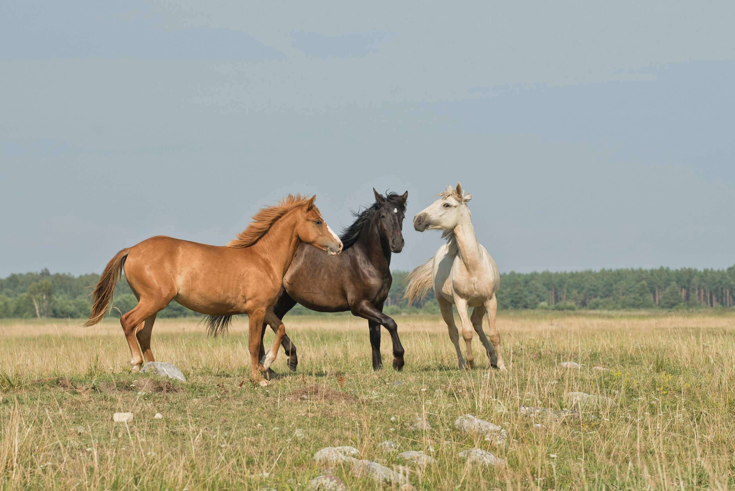 How Long Before Arnold Schwarzenegger Eats His Pet Horse and Donkey?