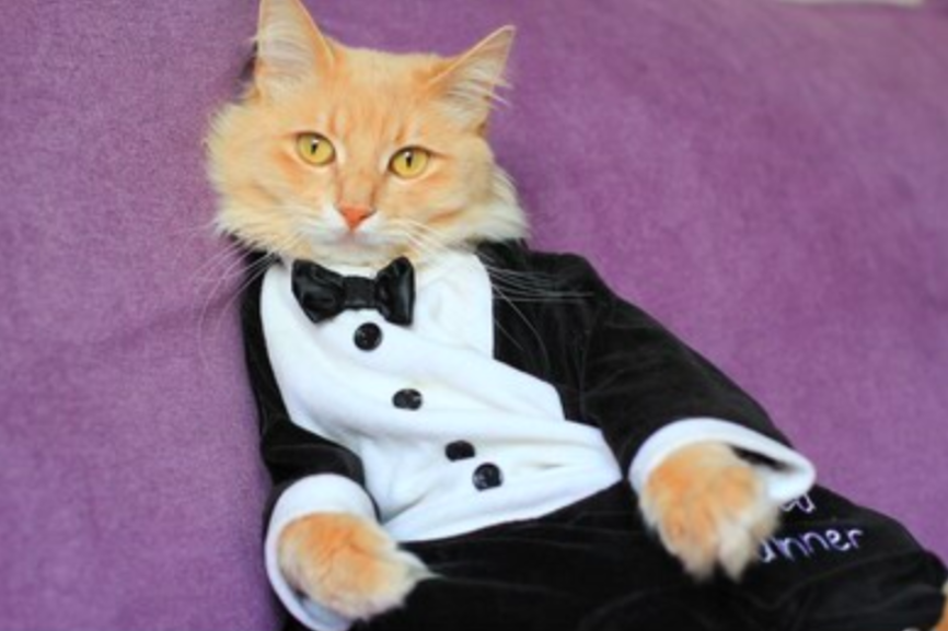 Let These Cats in Tuxedos Help You Decompress from How Terrible Everything Is Right Now