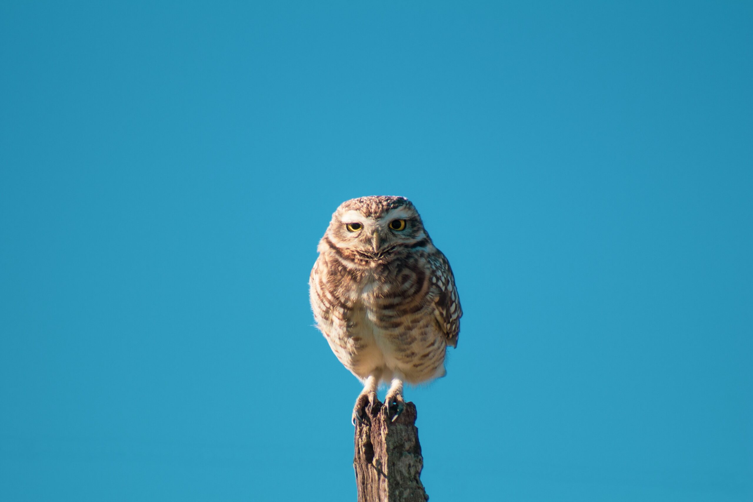 The Rockefeller Christmas Tree Owl Is Giving Me Hope for 2020