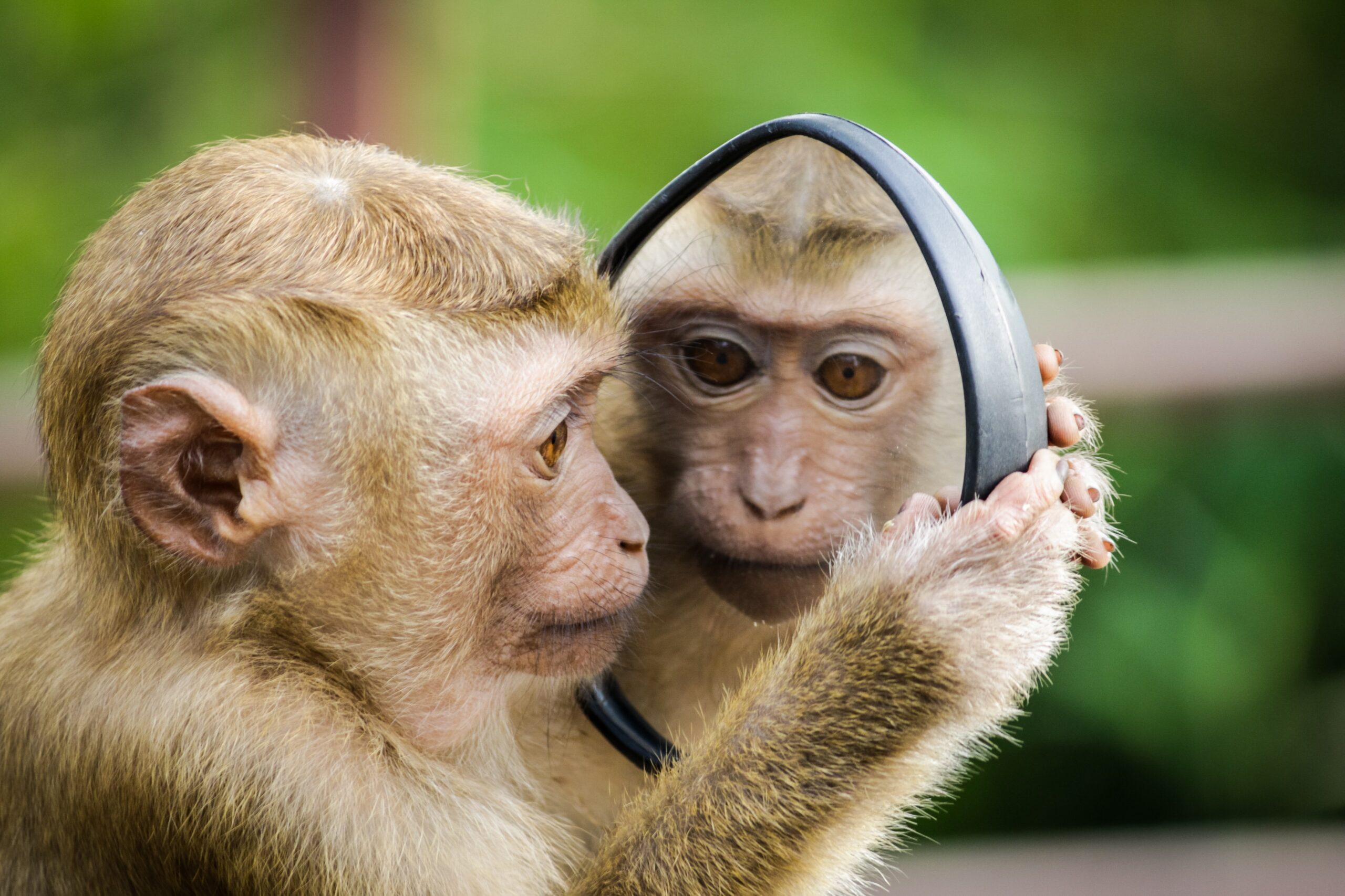 Happy Monkey Day: 12 of the Best Monkey Videos of All Time