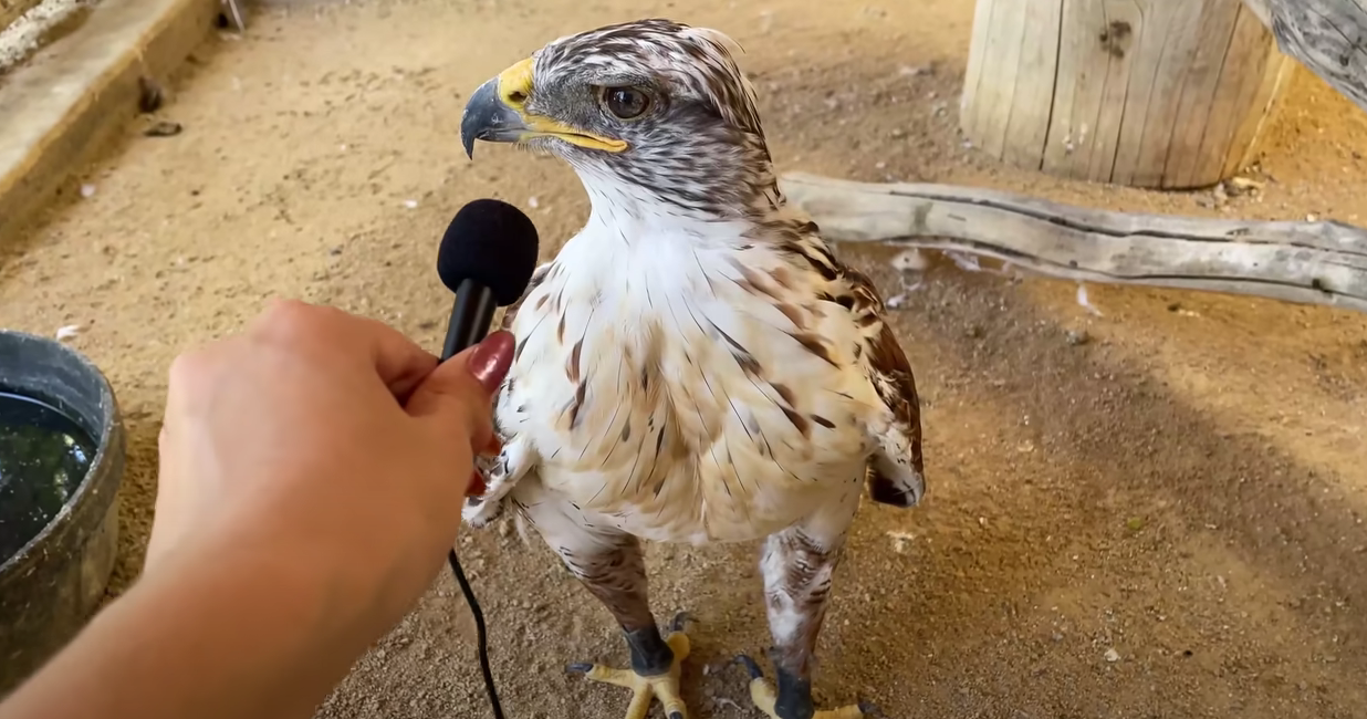 Twitch’s “Bird Girl” Raises $500,000 For Animal Sanctuary: Is Twitch the Future of Fundraising?