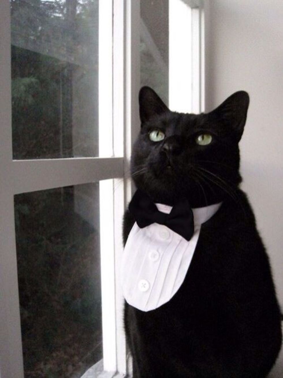 cat in tuxedo