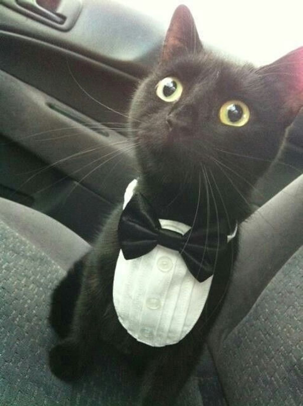 Cat wearing bowtie