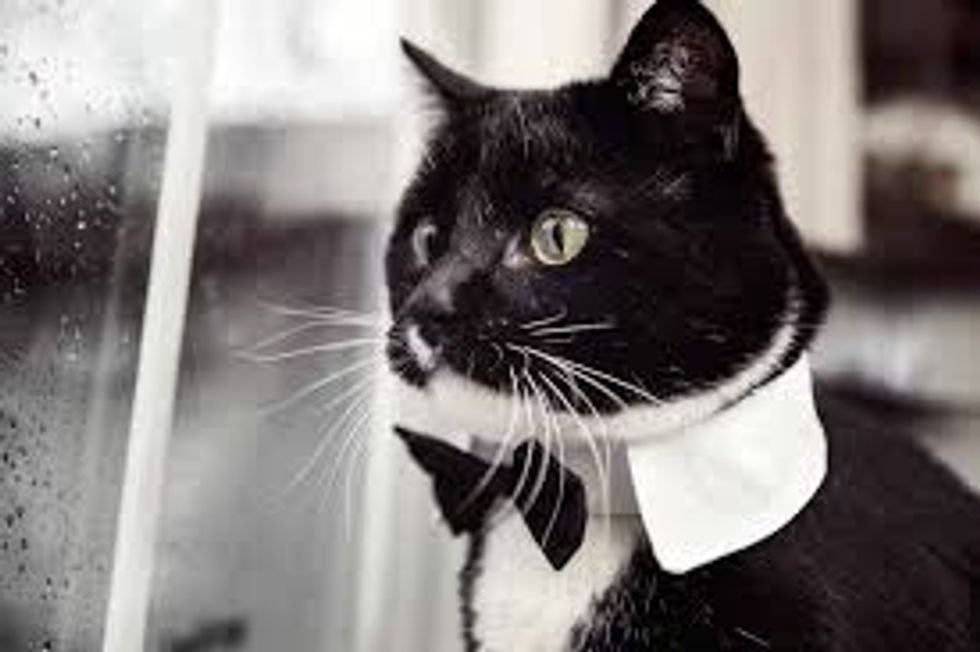 Cat in tuxedo