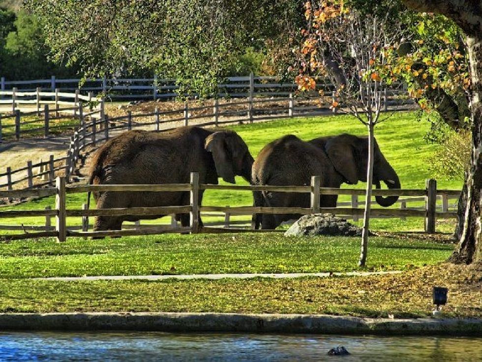 Neverland Elephants