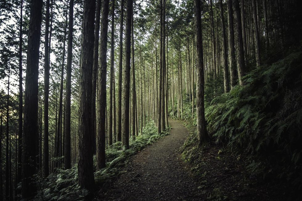 hiking trail in the woods