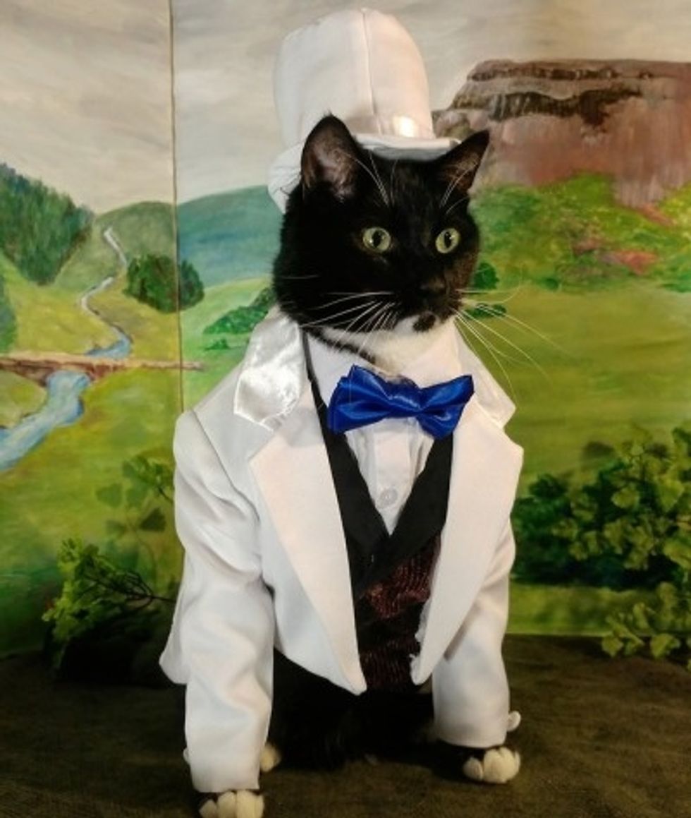 Cat white tuxedo