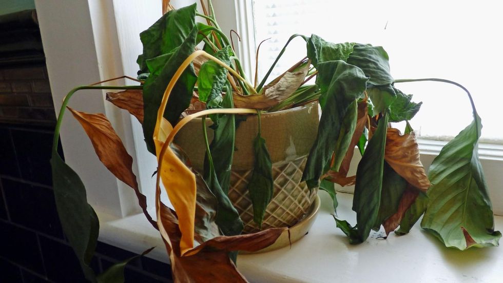 dying houseplant