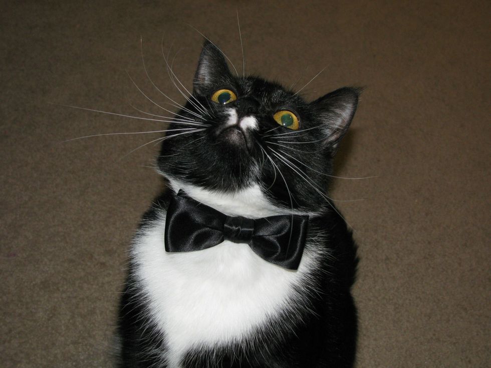 cat in tuxedo