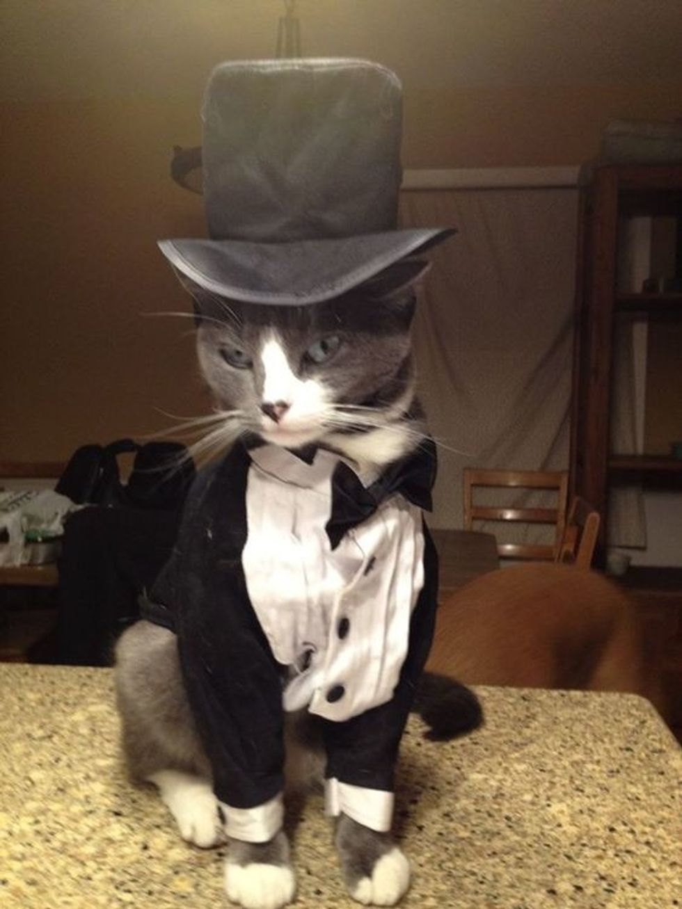 Cat in tuxedo