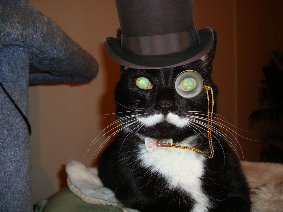 cat with monocle