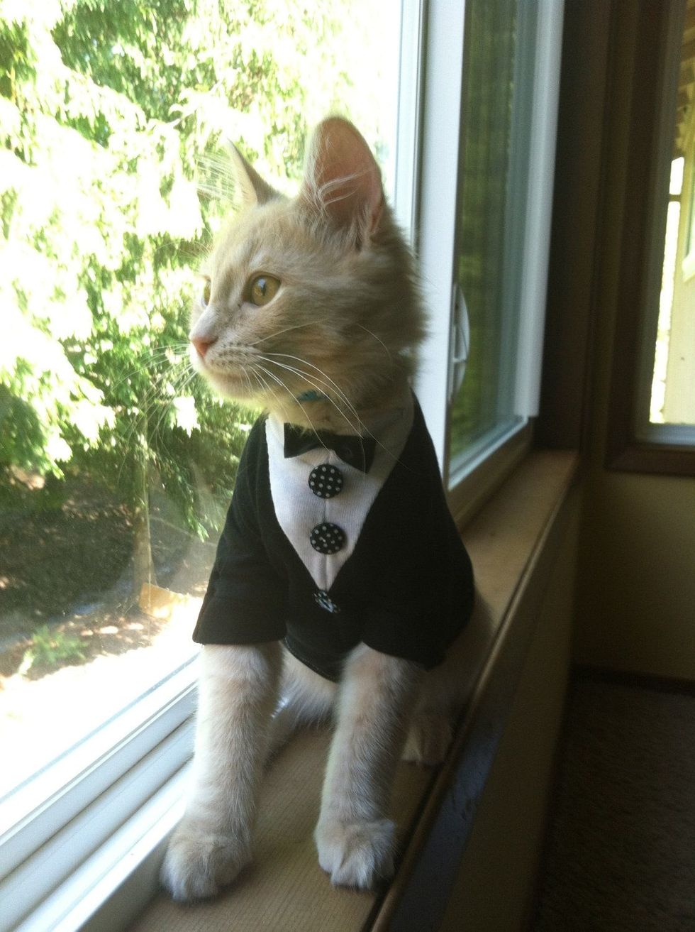 cat wearing tuxedo